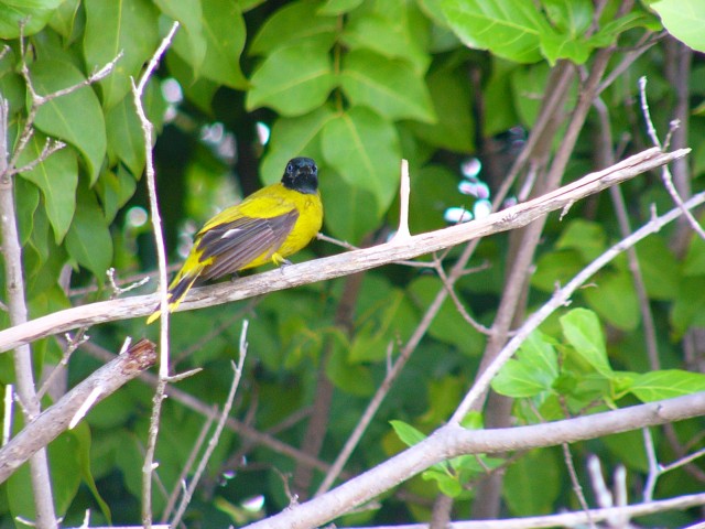 Ko Dam Kwan Yellow bird